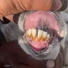 للبيع حريات حرش