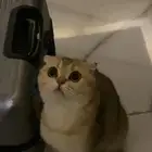 قطه للبيع