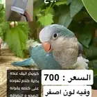 طيور اليفه للبيع