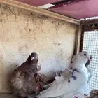 حمام كشكشي بيع او بدل اقبل