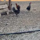 ديوك بلدي للبيع