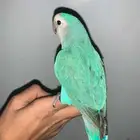 روز اليف هدد داخلي وخارجي نشبه مع اغراضه