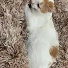 قطط