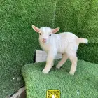 ماعز قزم عروض