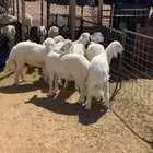 طليان حريه.