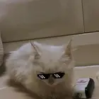 الي يريد القطوه بي المجان بدون اي مقابل يجي ياخذه