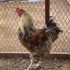 ديوك براهما جميع الاعمار