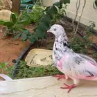 حمام الزينه بكستاني السعر على السوم