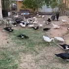 بح مسكوفي ذكور واناثي بياض وبشاير