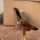 دجاج باكستاني