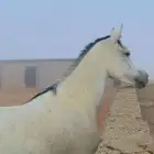 فرس خلفه معه مهر طيب والفرس كفو