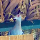 حمام
