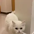سلام عليكم قطةاللبيع انثى شرازي