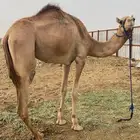 بكره على ولد الهبوب بعير زيد الشريف