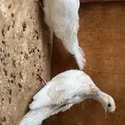 جوز قمري سلك