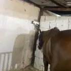 خيل انقليزي