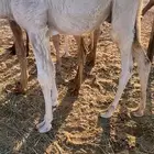حشو تربية