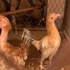 دجاج