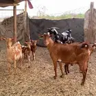 معزاء محايله 5 يتبعها 9