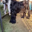 تيس عارضي صنف فاخر
