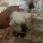 قطط