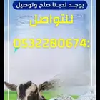 ذبايح كفو ونطيفة وبذمة