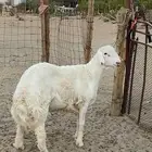 طلي صنف جذع