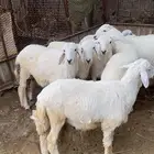 طليان حري