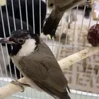 بلابيل حساويه للبيع اليفه بس فيهم خوف بصيط