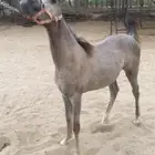 مهره شعبيه شيخه ونسب طيب مشاءالله عليه من الفواخر