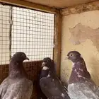 جوز قلابي قطيفي