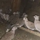 قمري أبو طوق