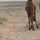 قعود طيب عمره سنه ويمكن أزود