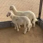 خرفان