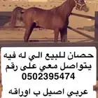 حصان عربي اصيل ب وراقه