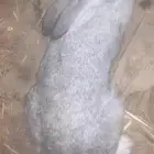 أرنب للبيع أنثى