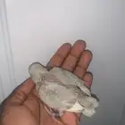 7 فروخ روز ( تم البيع )