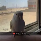 طائر ببغاء روز لون ابيض كريمي مع لمسه لون اصفر