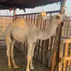 حشو للبيع