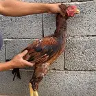 ديك باكستاني سندي شرط يضرب و يذن