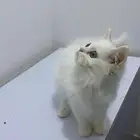 قط سكوتش ستريت