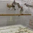 للبيع 6 حبات طيور جاوه
