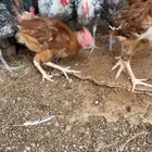 ديوك شبابي وتركي العمر 5 ونص