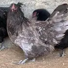 دجاج استرا لوب  ( دخلني - اسود )