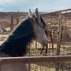 مهر شيخ