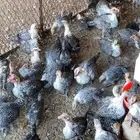للبيع صوص دجاج فيومي وصوص بط
