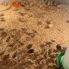 سمان للبيع بيشه