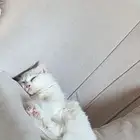 بسه هجين شيرازي وهملايا تبني