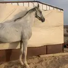 حصان شعبي