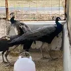 طائر الملوك ذكر مع انثتين